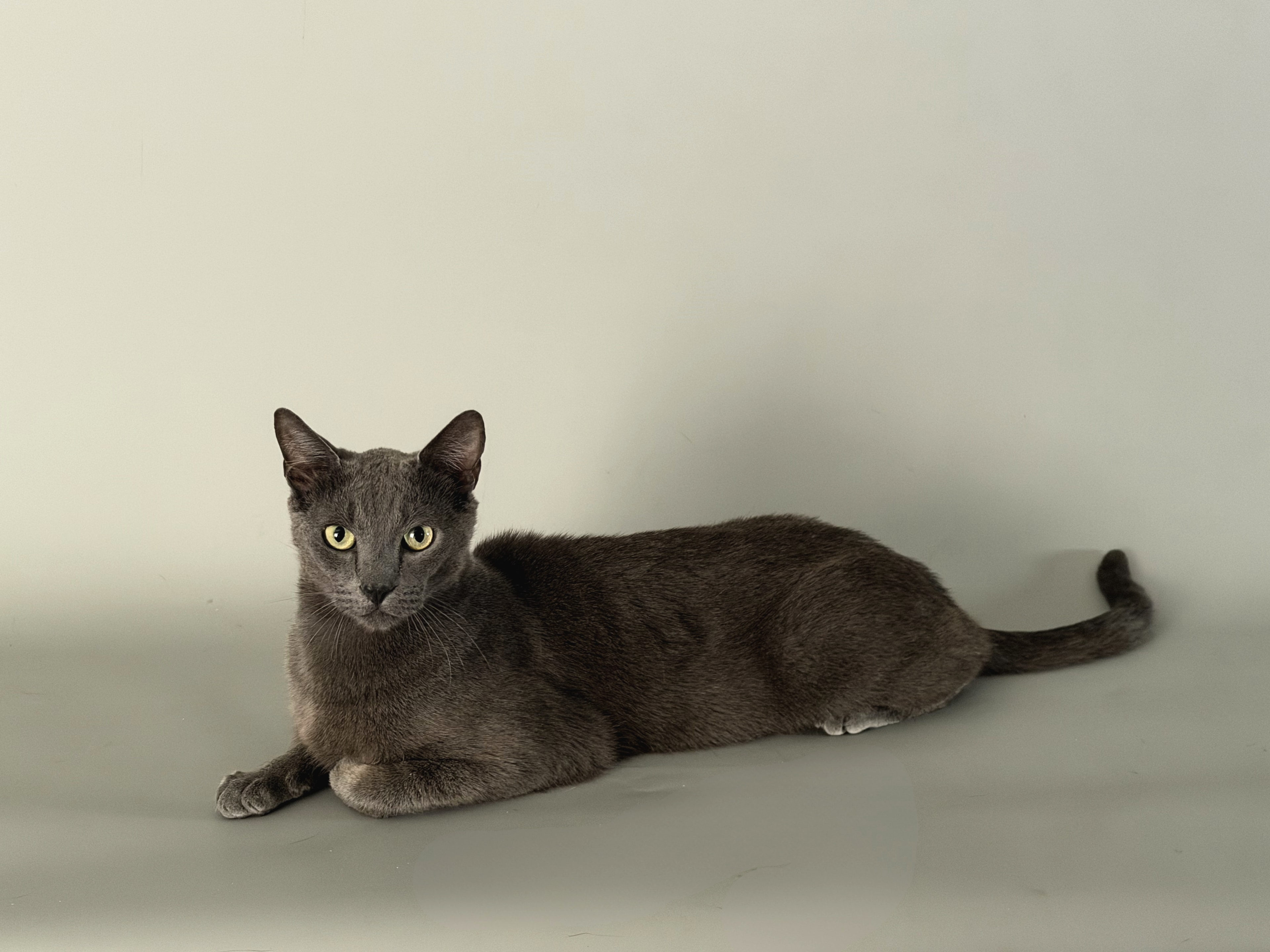 Russian Blue Team additional photo 1