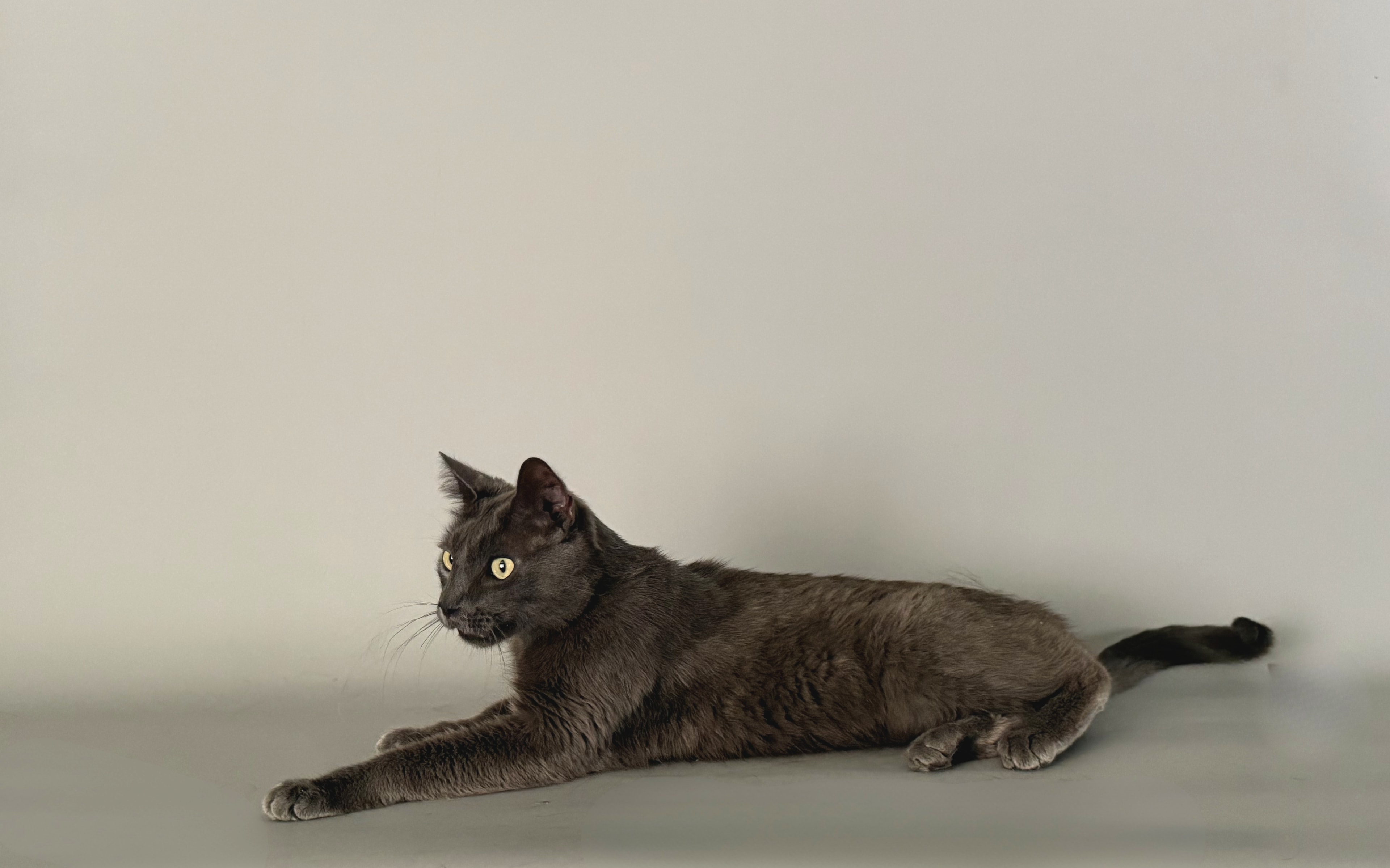 Russian Blue Team additional photo 2