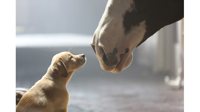 Budweiser Puppy Love — Studio Animal Services