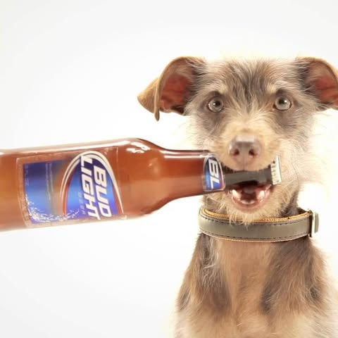 Bud Light commercial — Studio Animal Services