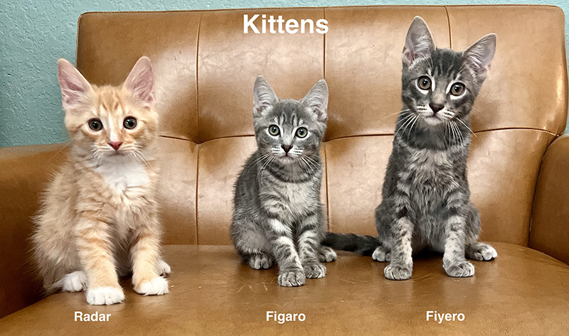 Kittens