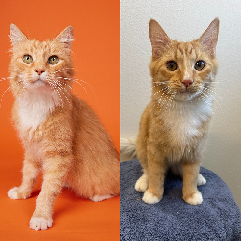 Longhair Orange Team