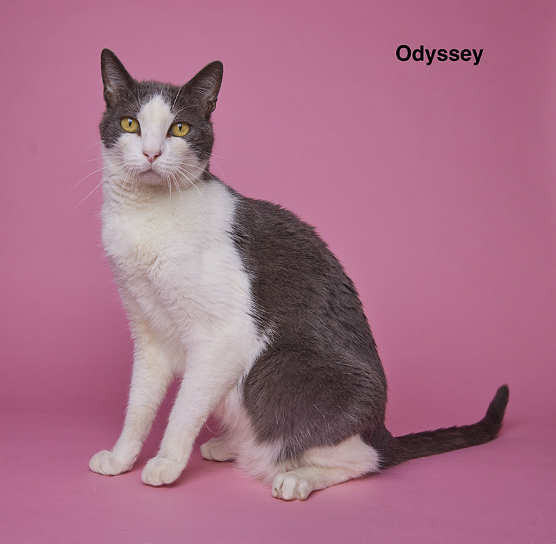 Odyssey