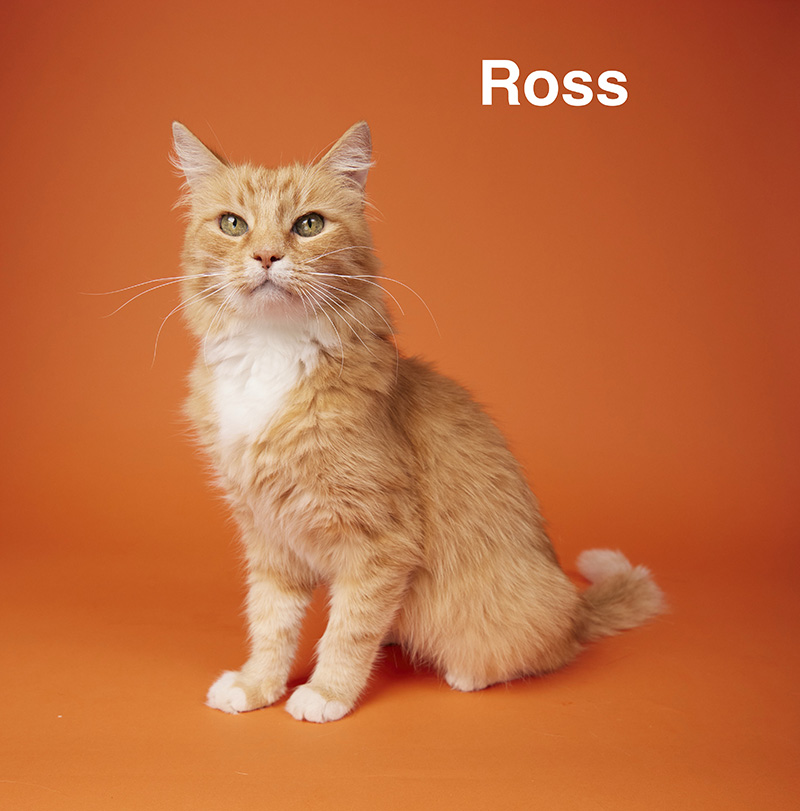 Ross