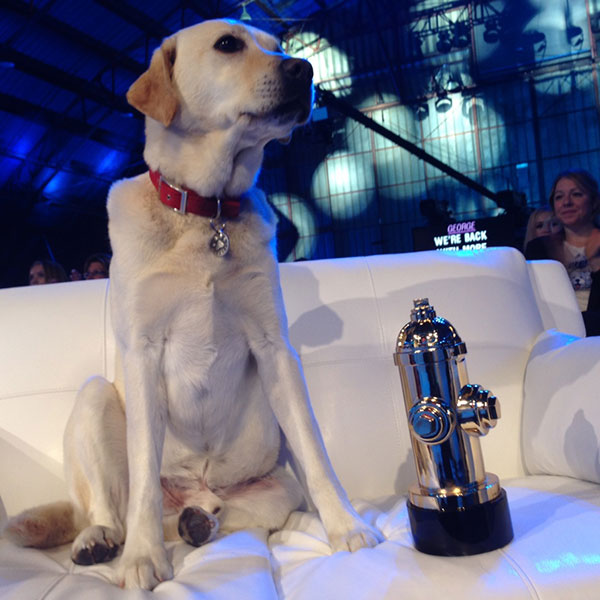Best Dog Commercial Award
