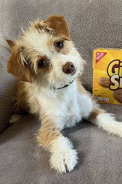 Ginger
