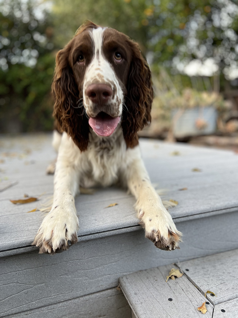 Jasper 1