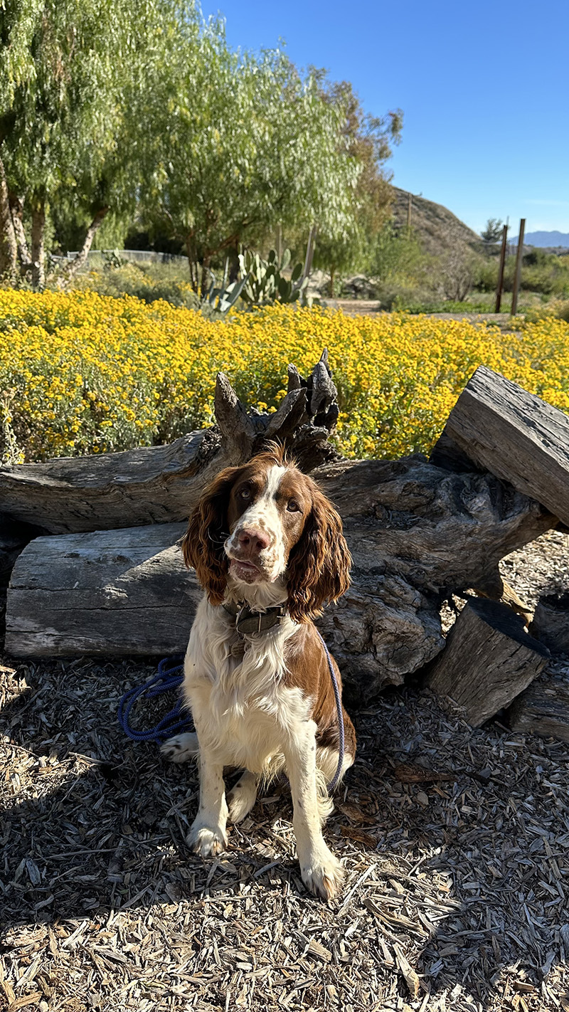 Jasper 2