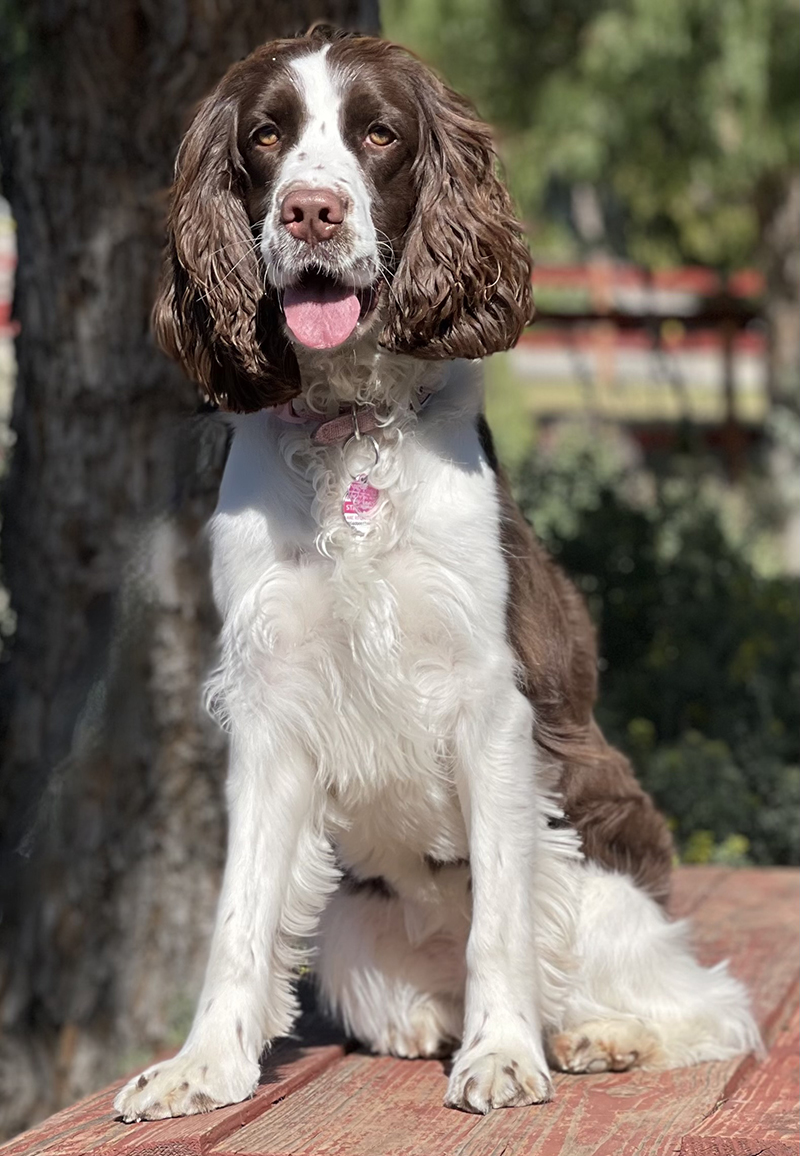 Jasper 3