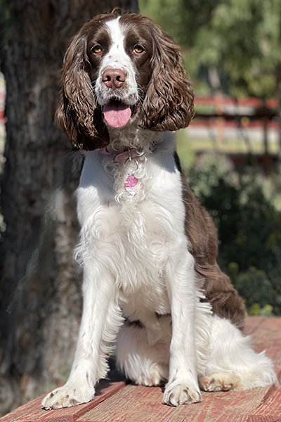 Jasper