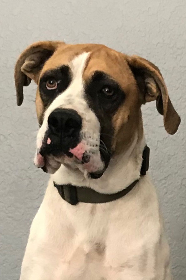 Rocco 5