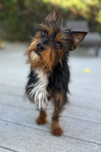 Merlin